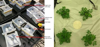 Light exposure of roots in aeroponics enhances the accumulation of phytochemicals in aboveground parts of the medicinal plants Artemisia annua and Hypericum perforatum